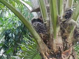 Saya jadi tidak bisa menafkahi keluarga. Ladang Kelapa Sawit Dalam Gambar Ekolss Blog