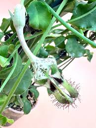 Image result for Ceropegia inornata