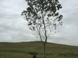 Image result for Syzygium cordatum