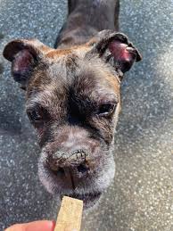 Vets pets locations better care starts with vets pets. Mobile Pet Vet Home Facebook