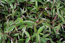 Image result for Oplismenus hirtellus