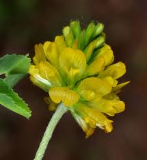 Image result for Trifolium rueppellianum
