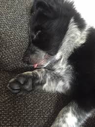 Sleeping With Her Little Tongue Out Too Sweet T Could Be Baby Daisy But Isn T Cute Animals Cute Baby Animals Baby Animals