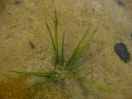 Image result for Isoetes welwitschii