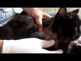 Kedi Ve Kopeklerdeki Mantar Enfeksiyonu Korunma Tedavi Asi Ve Insanlara Gecermi Youtube