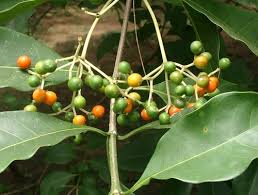 Image result for Rauvolfia mannii