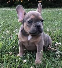 Black And Tan Frenchie Cost Pin On French Bulldogs