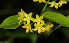 Image result for Secamone parvifolia