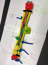 The play dough is our bone marrow.bone marrow is a soft tissue that sits in the centre of our bone. Kelsey Stuart On Twitter Awesome Clay Long Bone Gallery Walk In Anatomy Sfccmo Sfccmoyearbook2019