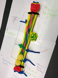 Bone models with a thin cortical layer and an open cell cancellous section at the proximal and distal ends. Kelsey Stuart On Twitter Awesome Clay Long Bone Gallery Walk In Anatomy Sfccmo Sfccmoyearbook2019