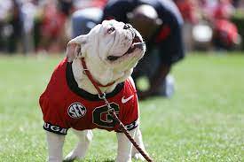 Uga Named Top College Mascot A Look At Georgia S Bulldog Through The Ages Campus News Redandblack Com