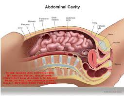 The region occupied by the abdomen is called the abdominal cavity, and is enclosed by the abdominal muscles at front and to the sides, and by part of the vertebral column at the back. 12147 01x Abdominal Cavity Anatomy Exhibits