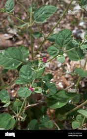 Image result for Boerhavia repens