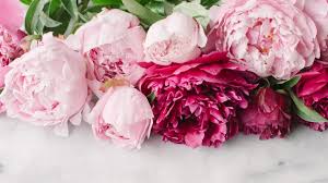 Peony flower wallpaper for mobile. Peony Wallpapers Top Free Peony Backgrounds Wallpaperaccess