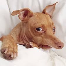 Tuna Melts My Heart The Underdog With The Overbite Tuna The Chihuahua Dachshund Tunameltsmyheart Cute Dogs Tuna Dog Rat Terrier Dogs