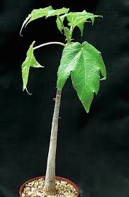 Image result for Obetia