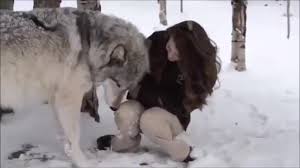 now that you re all over vets kissing dogs i thought it might be a good opportunity to remind you how big wolves are and how good they are cute little animals animals