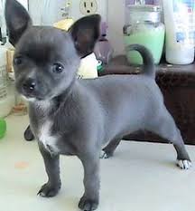 Black Apple Head Chihuahua Blue Belle Apple Head Chihuahua Puppies Aaaahhh I Want One Chihuahua Puppies Chihuahua Puppies For Sale Puppies