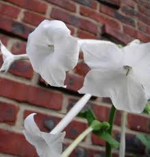 I saw this shrub (or small tree) yesterday with white flowers. Plant Flowering Tobacco Nicotiana Sylvestris Minding My P S With Q