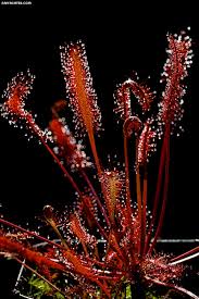 Image result for Drosera pilosa