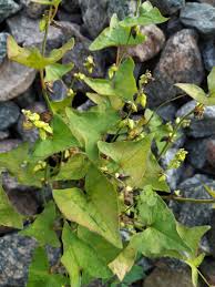 Image result for Fagopyrum