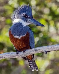 Black And White Spotted Bird Ontario Flyin Bird On Instagram Ringed Kingfisher They Look Very Similar To The Belted Kingfisher Who Live In Southern Ontario Beautiful Birds Animals Kingfisher