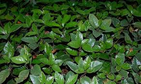 Image result for Ardisia