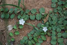 Image result for Evolvulus nummularius