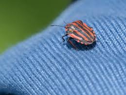 Look for grime or other buildups on walls, smeared droppings, or bite damage on fabric and paper. How To Know If Your Home Has A Pest Infestation Dig This Design