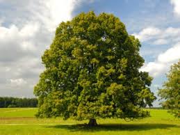 An upright oval shaped linden with heart shaped green foliage that turns a brilliant golden yellow in fall. Growing Linden Trees Tips For Planting A Linden Tree