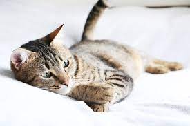 Wurmer Bei Katzen Die Wurmarten Im Uberblick Zooplus Magazin