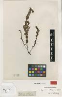 Image result for Hypericum aethiopicum