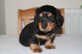 Maybe you would like to learn more about one of these? Cute Long Haired Dachshund Puppies Novocom Top