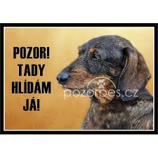 Image result for jezevčík drsnosrstý