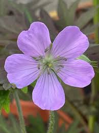 Image result for Geranium ocellatum