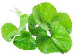 Image result for Rubus steudneri