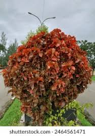 Image result for Acalypha lanceolata