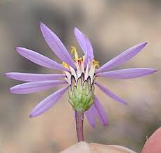 Image result for Felicia filifolia