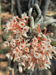 Image result for Microcoelia globulosa