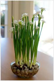 Forcing Paperwhites Indoors Some Bulbs Stones And A Pretty Container Makes A Great Gift These Are Easy To Grow Plants Paperwhites