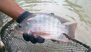 6 Tips Memelihara Ikan Nila Supaya Cepat Besar Dan Cepat Panen