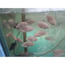 Ikan oscar akan bersifat predator jika melihat ada ikan kecil di sekelilingnya. Beli Ikan Oscar Albino Tiger Seetracker Indonesia