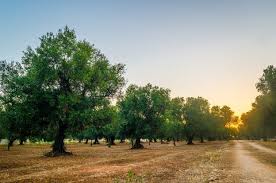 On The Olive Oil Road In Puglia Puglia Beautiful Places Italian Culture