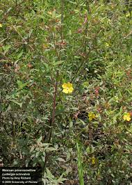 Image result for Ludwigia octovalvis