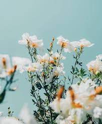 Maybe you would like to learn more about one of these? White Flowers Love Spring Flower Aesthetic Aesthetic Backgrounds Nature Photography