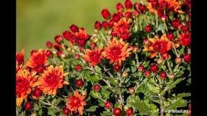 Gheorghe iovu ne indeamna la visare cu aceasta compozitie a sa, inspirat intitulata: Trecerea Timpului Youtube