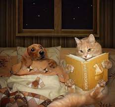Cat Dog Bedtime Stories Cats Cats And Kittens Animals