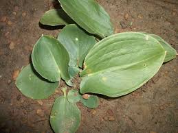 Image result for Stylochaeton