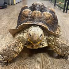 Image result for Setaria sulcata