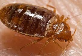 The black widow bite spider is undoubtedly the most toxic species of the creature as well as one bite has got the capacity to kill a human being. Picture Of Bedbug Picture Image On Rxlist Com